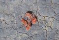 Close up macro Red velvet mite or Trombidiidae