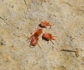 Arthropod mites on the ground. Close up macro Red velvet mite or Royalty Free Stock Photo