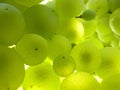 Close Up Macro of Ripe Translucent Grape Cluster on Vine Royalty Free Stock Photo