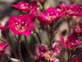 Close up macro of Saxifraga arendsii, mossy saxifrage Beautiful purple spring flowers blooming in the rock garden Royalty Free Stock Photo