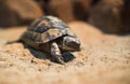 Close up Macro Sea turtle crawl on the Sand , close-up picture of Loggerhead turtle, Caretta caretta , Galapagos tortoise Big