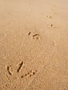 Close up macro of a seagull footprints track