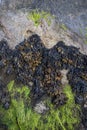 Close up macro of seaweed moss and growth on beach rock Royalty Free Stock Photo