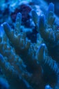 Close up macro shot of acropora sps coral tentacles Royalty Free Stock Photo