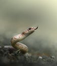 Close-up macro shot of aggressive Caspian whipsnake (Dolichophis caspius) in attack position