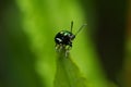 Close-up macro shot of a Alder Leaf Beetle on a leaf with a blurred green background Royalty Free Stock Photo
