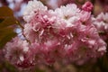 Close-up shot of cherry blossoms Royalty Free Stock Photo