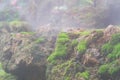 Close up macro shot of beautiful healthy moss growing on rock on a foggy day. Green nature wallpaper background Royalty Free Stock Photo