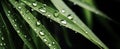 Close up macro shot of beautiful water drops on bamboo leaf,leaves background.abstract detailed foliage.quietly poetic concepts.