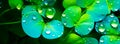 Close up macro shot of beautiful water drops on leaf clover background.abstract detailed foliage.quietly poetic concepts.