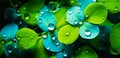 Close up macro shot of beautiful water drops on leaf clover background.abstract detailed foliage.quietly poetic concepts.