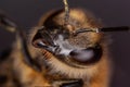 Close-up macro shot of bee head. Royalty Free Stock Photo