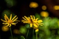 Close up macro shot of a bee on a yellow flower with blurred background Royalty Free Stock Photo