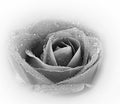 A close up macro shot of a black rose Royalty Free Stock Photo