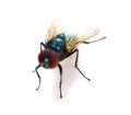 Close up macro shot of a Blowfly Green / Blue in the garden, photo taken in the United Kingdom. Blow, antenna. Royalty Free Stock Photo