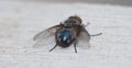 Close up macro shot of a Blowfly Green / Blue in the garden, photo taken in the United Kingdom Royalty Free Stock Photo