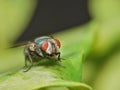 Close up macro shot of a Blowfly Green / Blue in the garden, photo taken in the United Kingdom Royalty Free Stock Photo