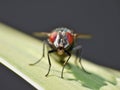 Close up macro shot of a Blowfly Green / Blue in the garden, photo taken in the United Kingdom Royalty Free Stock Photo