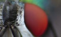 Close up macro shot of a Blowfly Green / Blue in the garden, photo taken in the United Kingdom Royalty Free Stock Photo