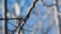 Close up and macro shot of branches trees Royalty Free Stock Photo