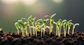 Tiny Green Seedlings Emerging from Dark Soil with Dew Drops sprouts plants Royalty Free Stock Photo