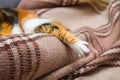 macro shot of a cat leg relaxed dreaming on the classic British patterned quilt