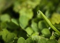 Close up macro shot of a dew on the tip of grass leaf about to drop on the ground. Royalty Free Stock Photo