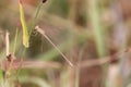 Macro shot of a dragonfly on grass Royalty Free Stock Photo