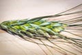 A close-up macro shot of an ear of wheat Royalty Free Stock Photo