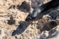 Close up shot of the head of an adult Black Western Whip Snake, Hierophis viridiflavus, in Malta Royalty Free Stock Photo