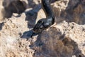 Close up shot of the head of an adult Black Western Whip Snake, Hierophis viridiflavus, in Malta Royalty Free Stock Photo