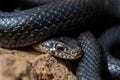 Close up shot of the head of an adult Black Western Whip Snake, Hierophis viridiflavus, in Malta Royalty Free Stock Photo