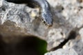 Close up shot of the head of an adult Black Western Whip Snake, Hierophis viridiflavus, in Malta Royalty Free Stock Photo