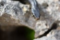 Close up shot of the head of an adult Black Western Whip Snake, Hierophis viridiflavus, in Malta Royalty Free Stock Photo