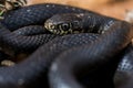 Close up shot of the head of an adult Black Western Whip Snake, Hierophis viridiflavus, in Malta Royalty Free Stock Photo