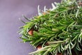 Close up macro shot of fresh green rosemary herb Royalty Free Stock Photo