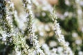 Close-up macro shot of fresh Rosemary branch Salvia rosmarinus Royalty Free Stock Photo