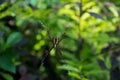 Close up macro shot of a Garden spider sitting on the spider web, spiders are insects Royalty Free Stock Photo