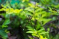 Close up macro shot of a Garden spider sitting on the spider web, spiders are insects Royalty Free Stock Photo