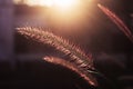 Close up macro shot of grass flower during sun set time. Selective focus. Royalty Free Stock Photo