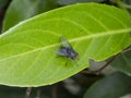 Close up macro shot House fly, red eyes, house fly on grean leaf Royalty Free Stock Photo