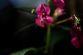 Close up macro shot of a Hover Fly Collecting Pollen from a wild forest flower - symbiosis between animals Royalty Free Stock Photo