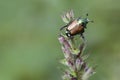 Close up macro shot of a Japanese Beetle Royalty Free Stock Photo