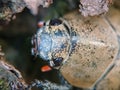 Close-up macro shot of the Lepidiota stigma Royalty Free Stock Photo