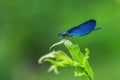 Close-up macro shot of male Beautiful demoiselle Calopteryx virgo perched on strand of green grass. Isolated on green background Royalty Free Stock Photo