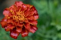 Close-up macro shot of marigold flower showing orange petals Royalty Free Stock Photo