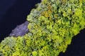 Close up macro shot of moss and lichen on a tree branch Royalty Free Stock Photo