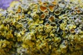 Close up macro shot of moss and lichen on a tree branch Royalty Free Stock Photo