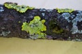Close up macro shot of moss and lichen on a tree branch Royalty Free Stock Photo