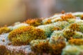 Close-up macro shot of moss on stone Royalty Free Stock Photo